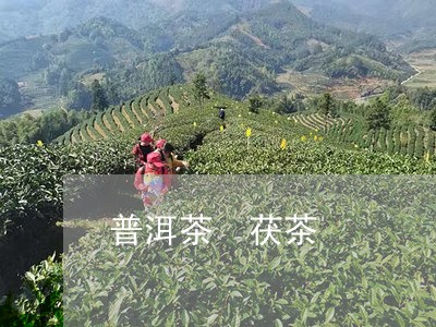 普洱茶 茯茶/2023042813177